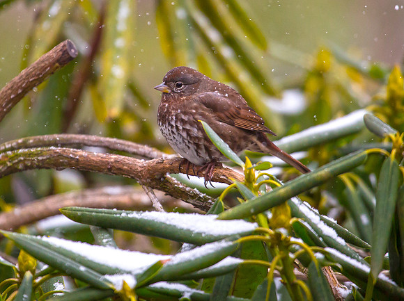 Fox Sparrow