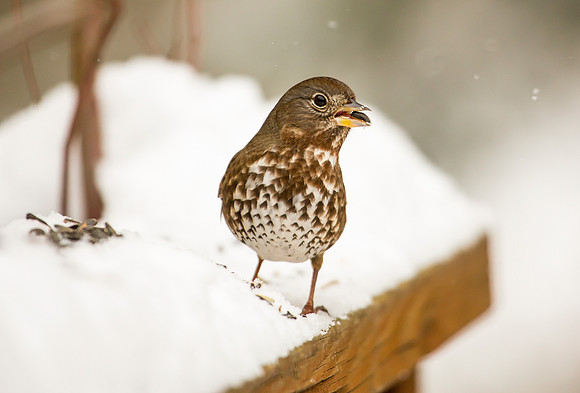 Fox Sparrow