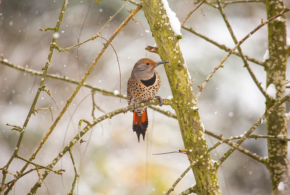 Northern Flicker