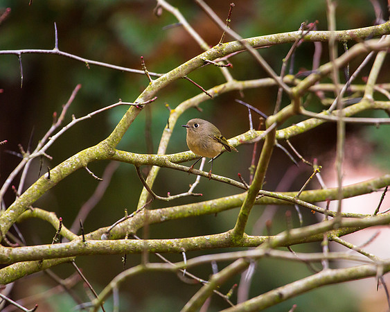 Ruby-Crowned Kinglet