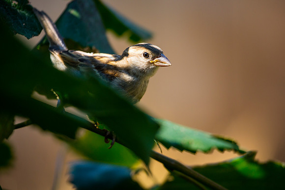 House Sparrow
