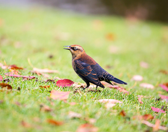 Rusty Blackbird - Hillsboro, OR