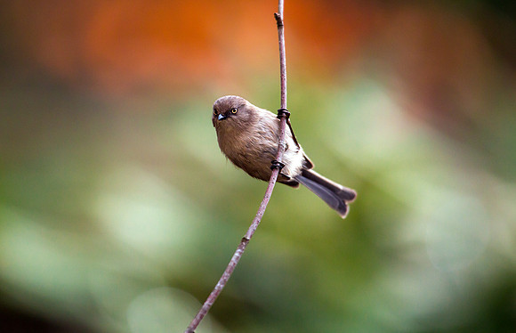 Bushtit