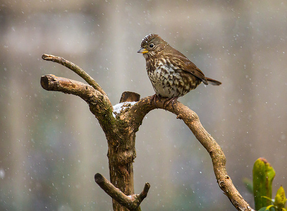 Fox Sparrow