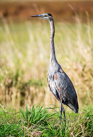 Great Blue Heron