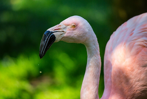 Chilean Flamingo