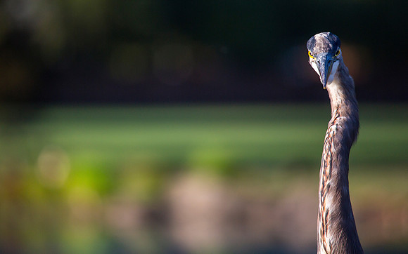 Great Blue Heron
