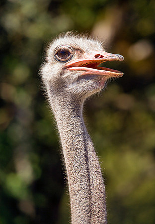 Ostrich