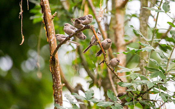 Bushtits