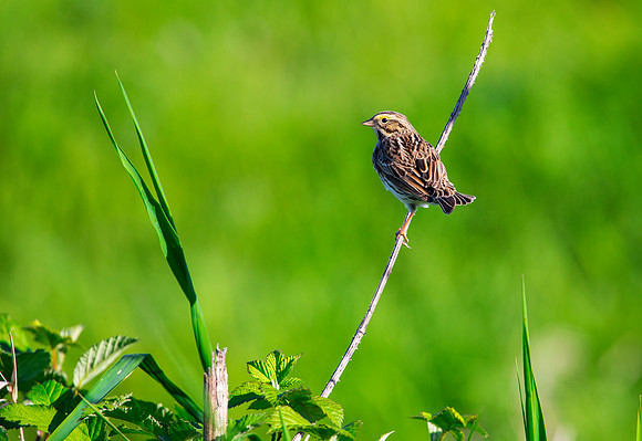 Savannah Sparrow