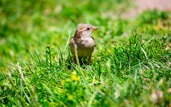 House Sparrow (Female)