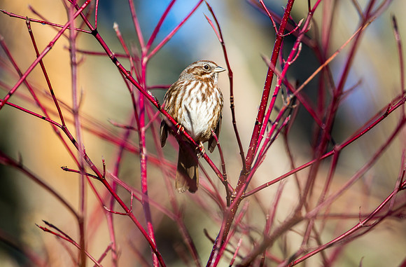 Song Sparrow