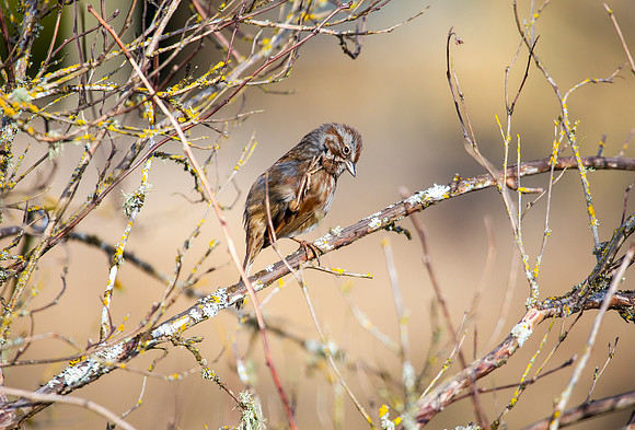 Song Sparrow