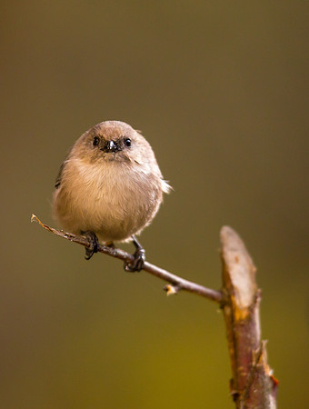 Bushtit