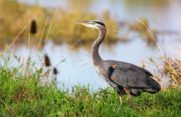Great Blue Heron