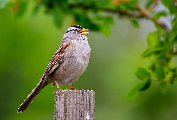 White-crowned Sparrow