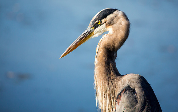 Great Blue Heron