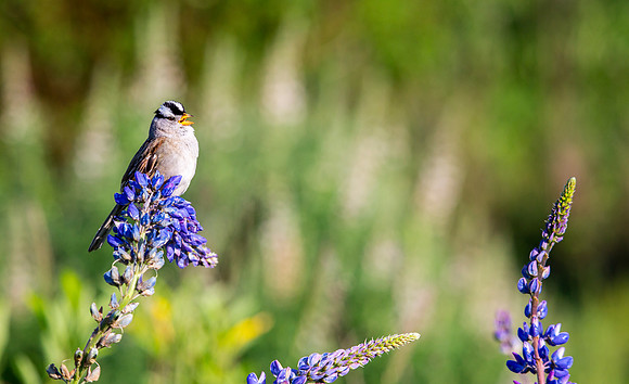 White-Crowned Sparrow