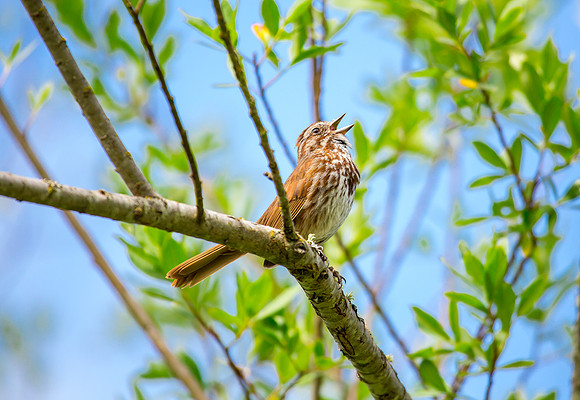 Song Sparrow