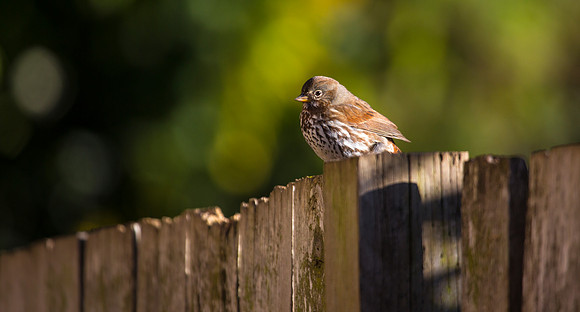 Fox Sparrow