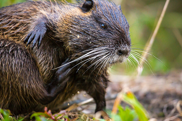 Nutria