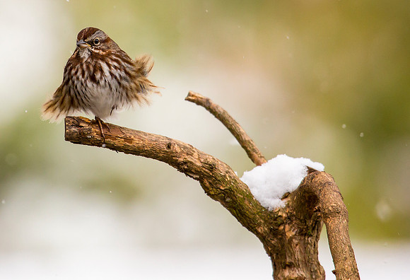 Song Sparrow