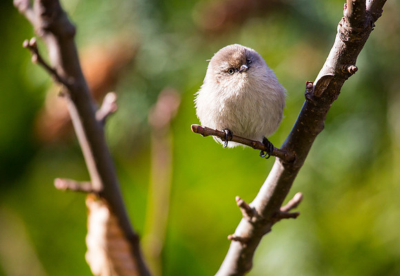 Bushtit (Female)