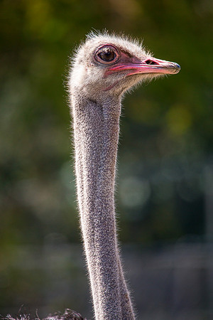 Ostrich (Male)