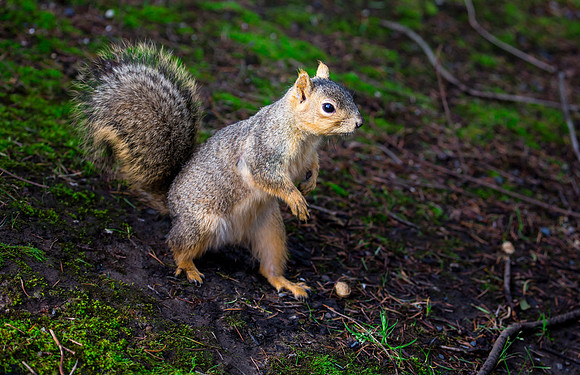 Eastern Fox Squirrel