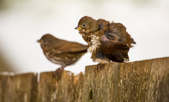 Fox Sparrows