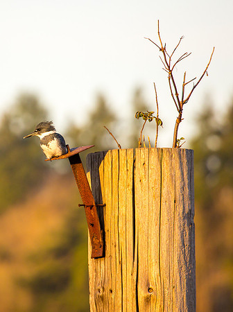 Male Belted Kingfisher - Olympia, WA