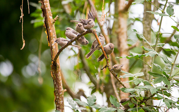 Bushtits