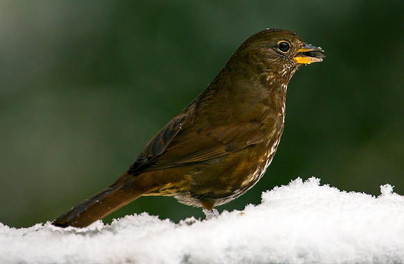 Fox Sparrow