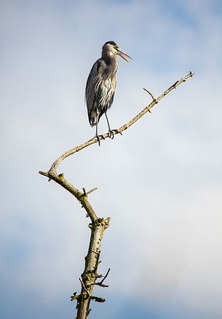 Great Blue Heron