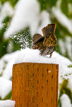 Fox Sparrow