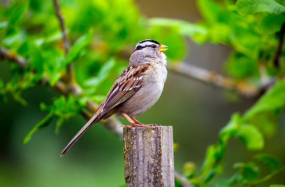 White-crowned Sparrow