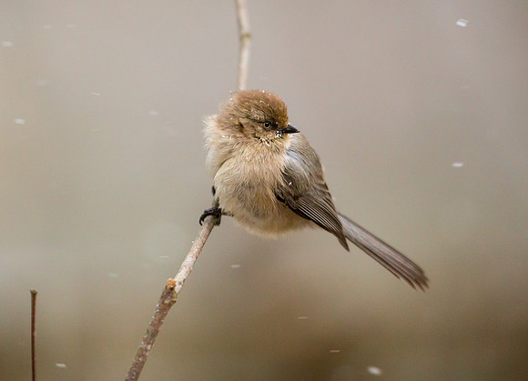 Female Bushtit
