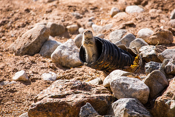 Prairie Dog