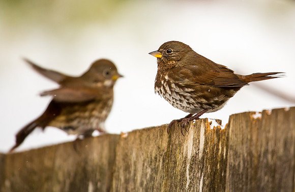Fox Sparrows