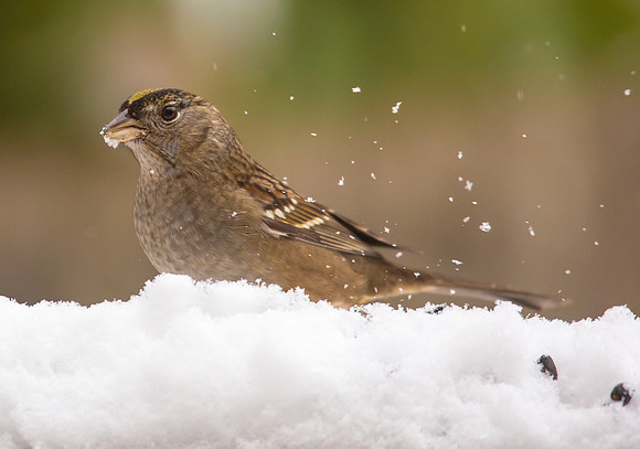 Golden Crowned Sparrow